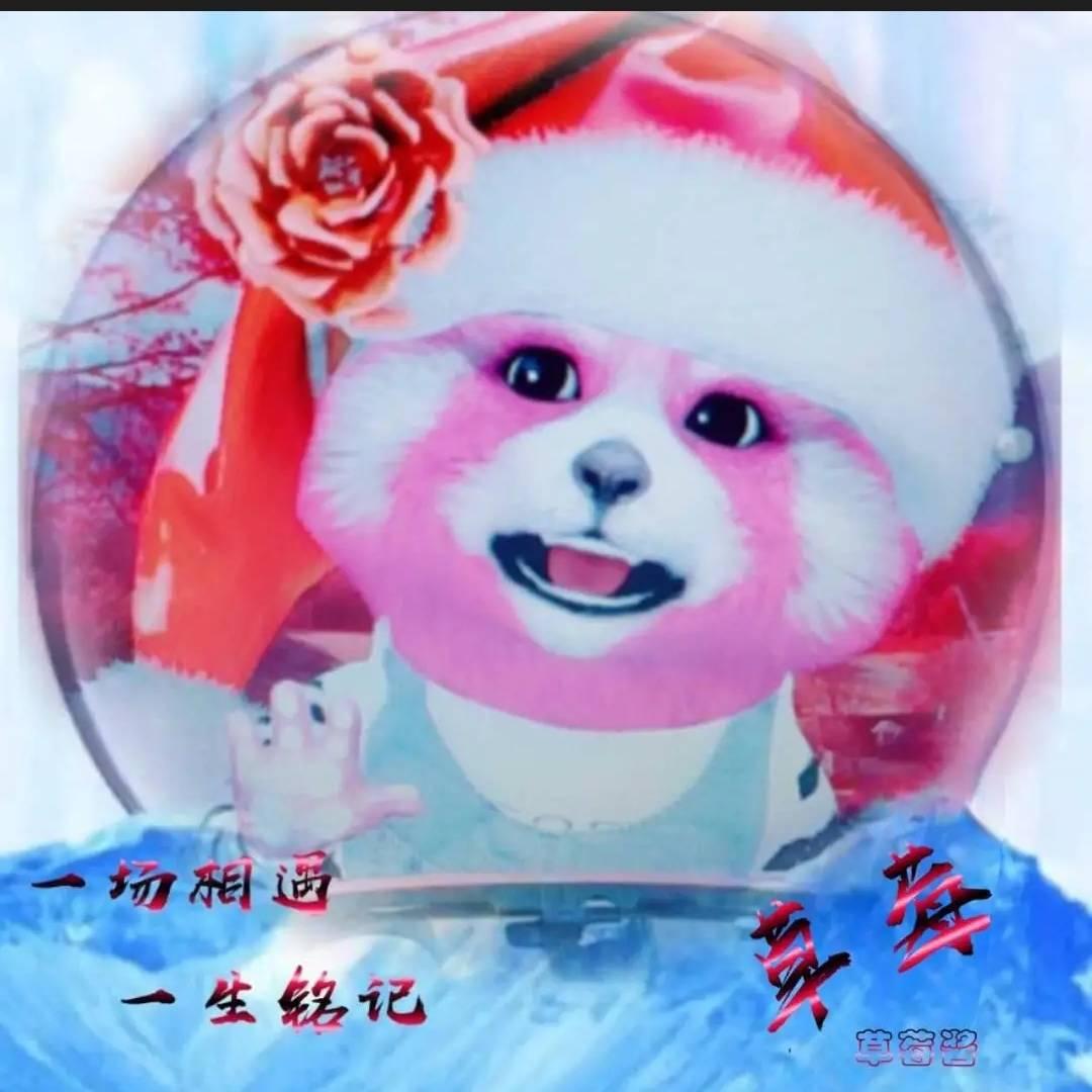 草莓🍓熊