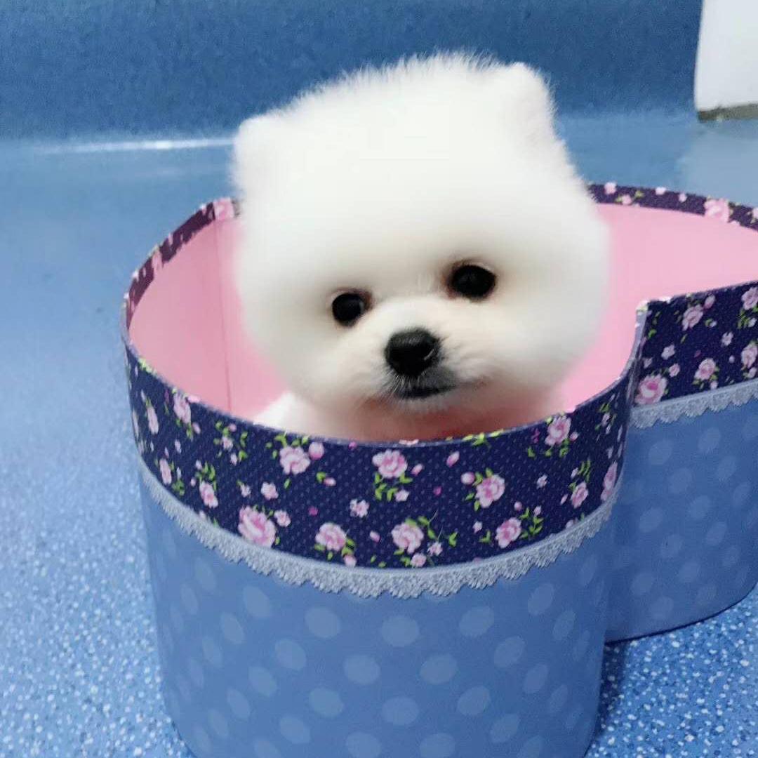 萌宠多多_