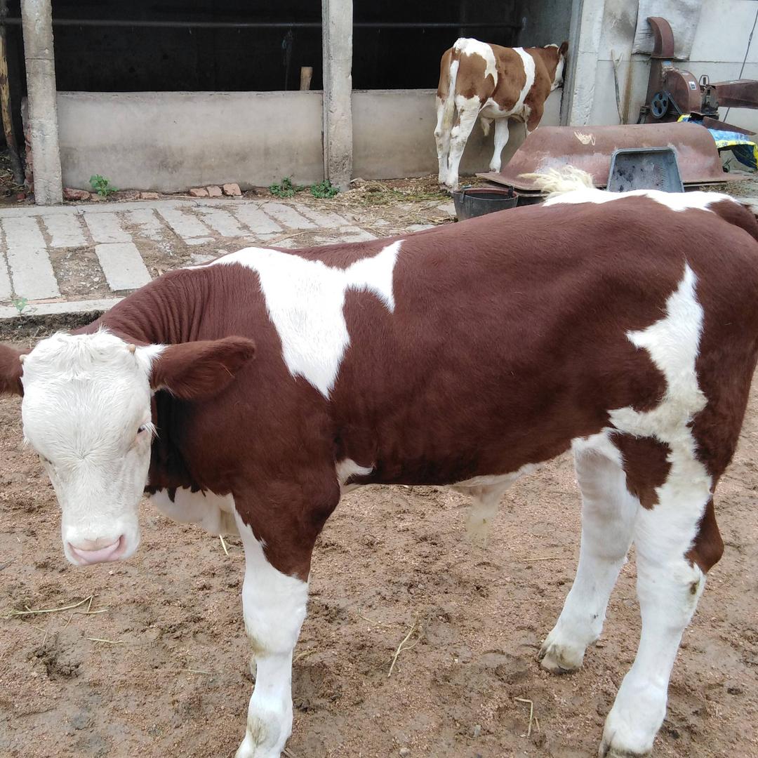 吉林西门塔尔牛354