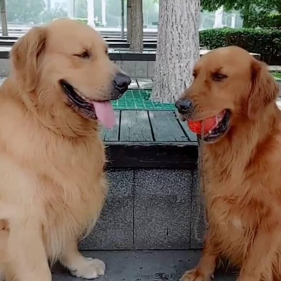 毛毛和团子的生活