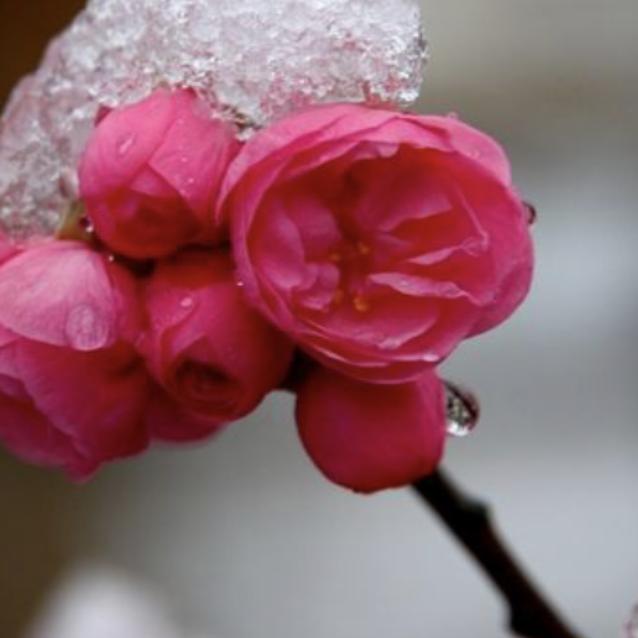 傲雪寒梅，梅姐