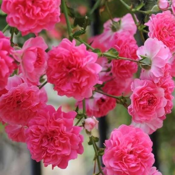 一生有你 .🌹🌹
