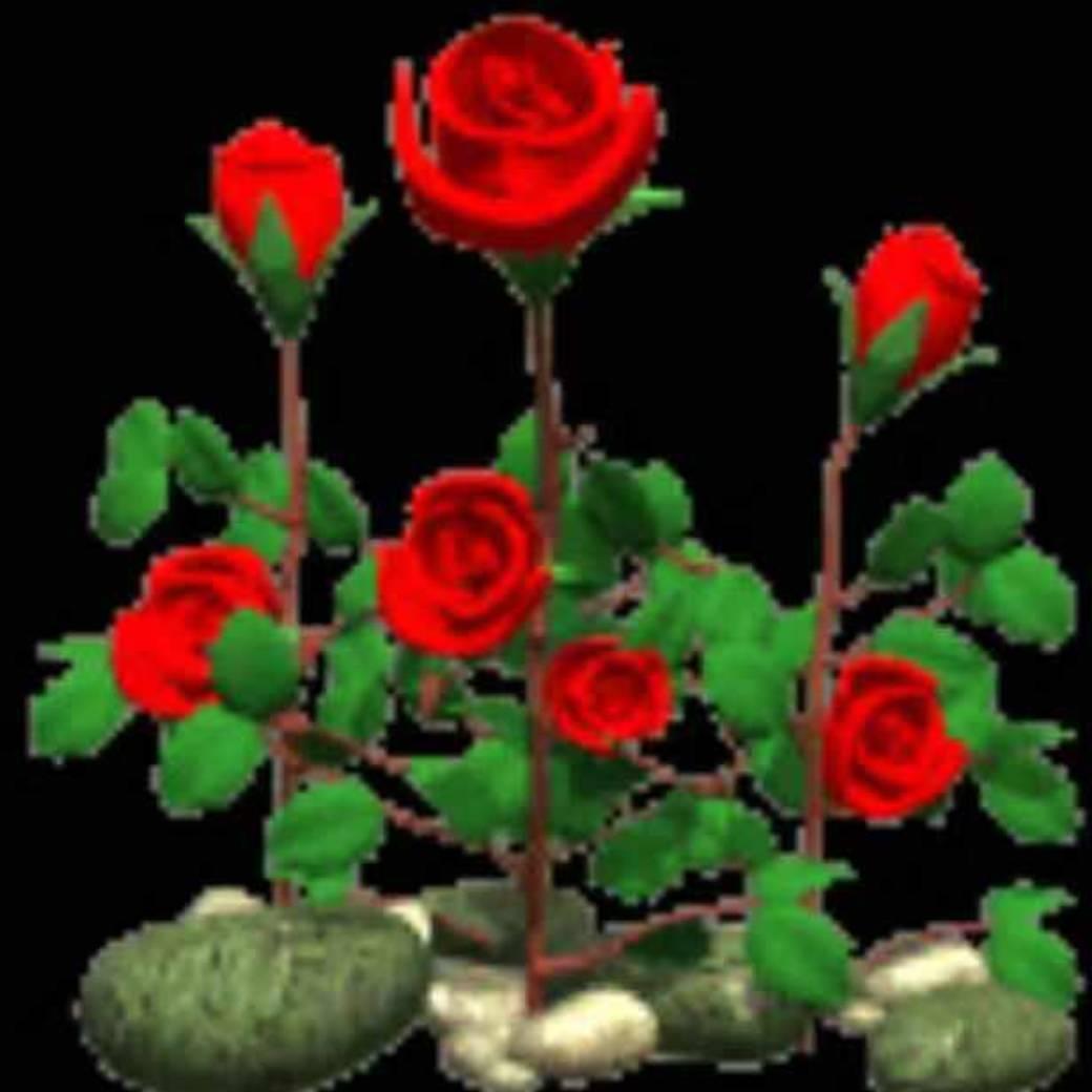 🌹相识是缘🌹