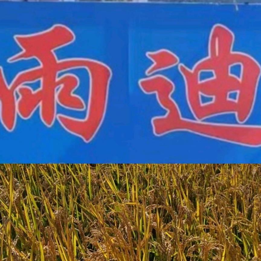 小老鼠爱大米