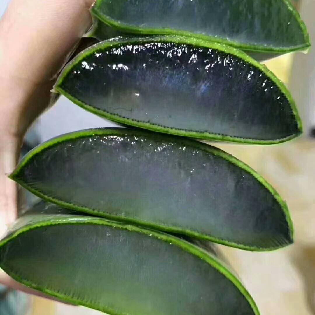 库拉索奶芦荟基地