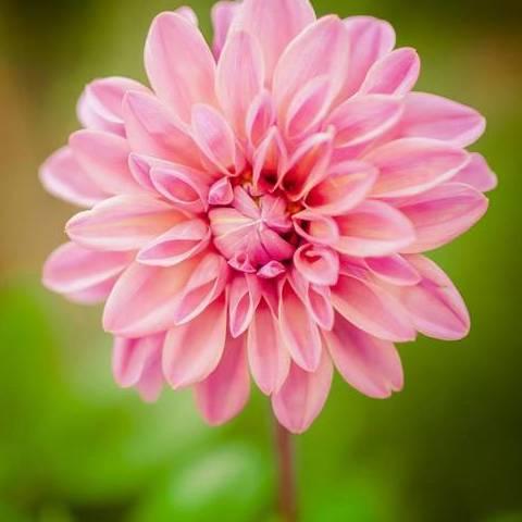恩典🌺🎄🌸🌹