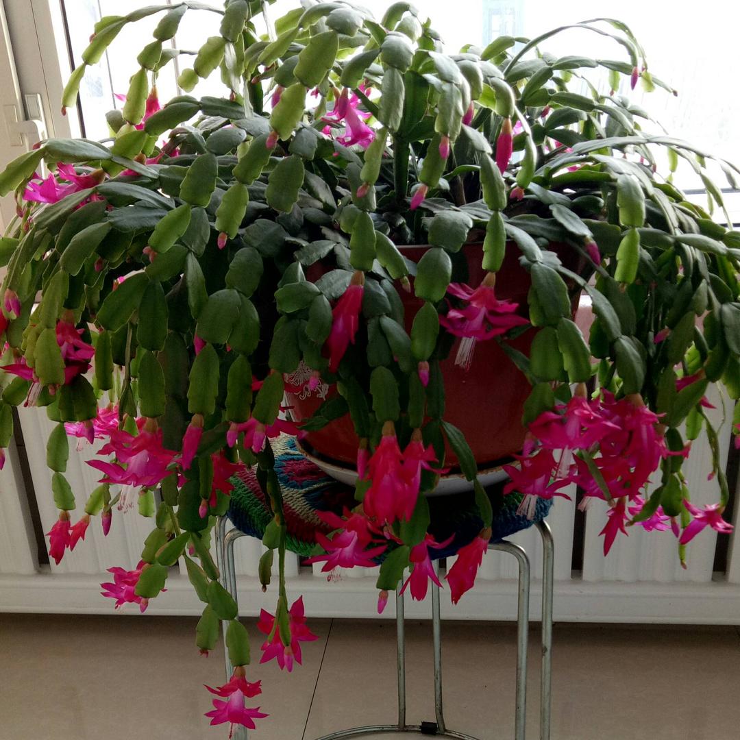 💯诚实为本💯