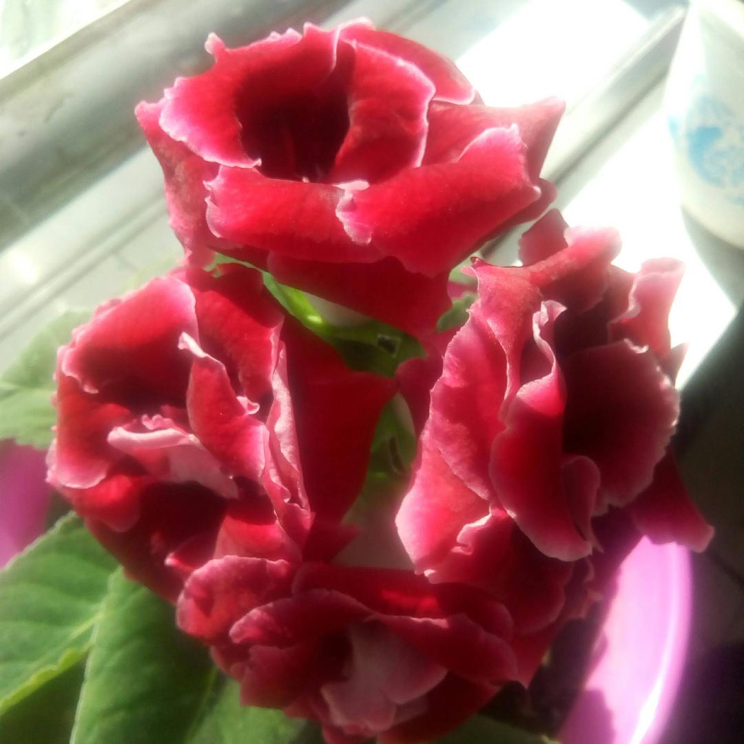 芙蓉花开♬