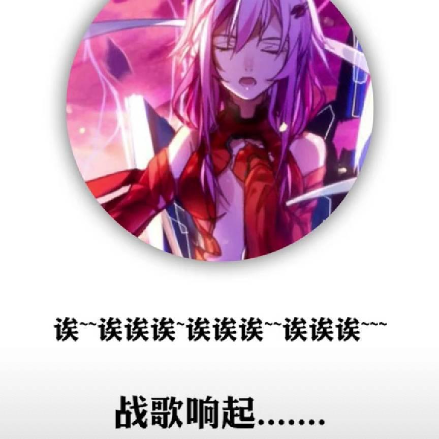 菊花开了