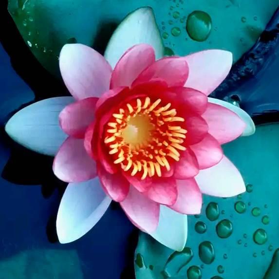 花儿朵朵开🐷