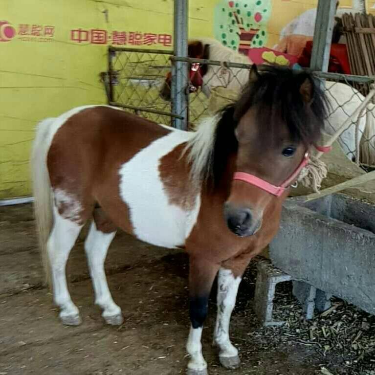 矮马养殖