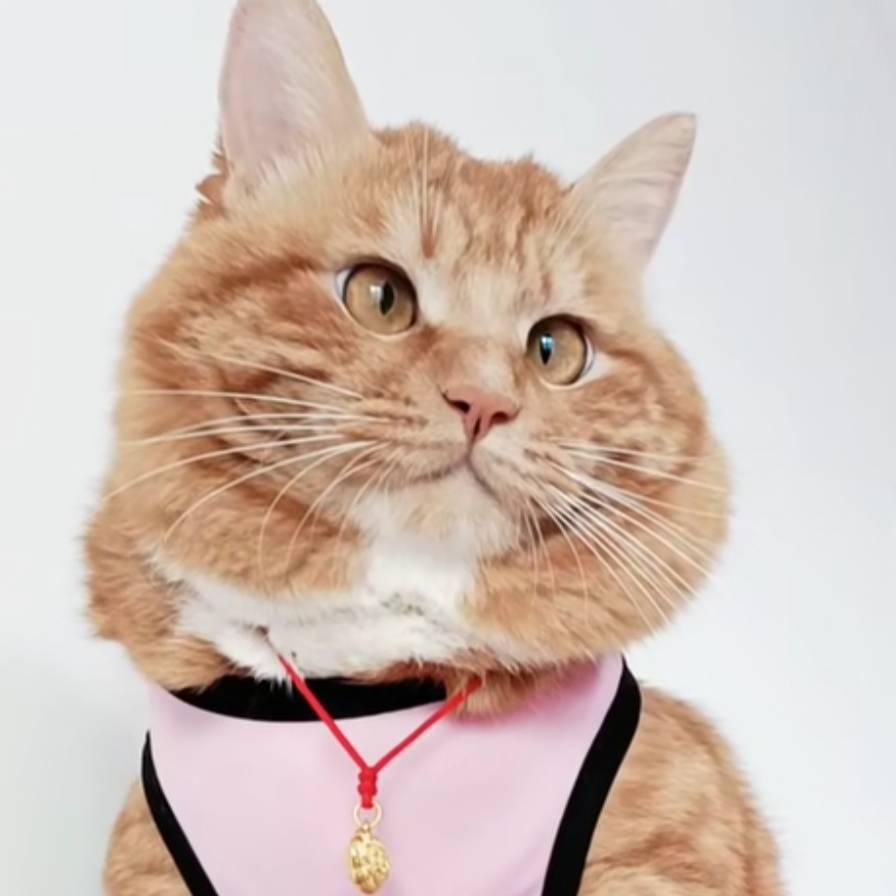 招财猫福宝贝