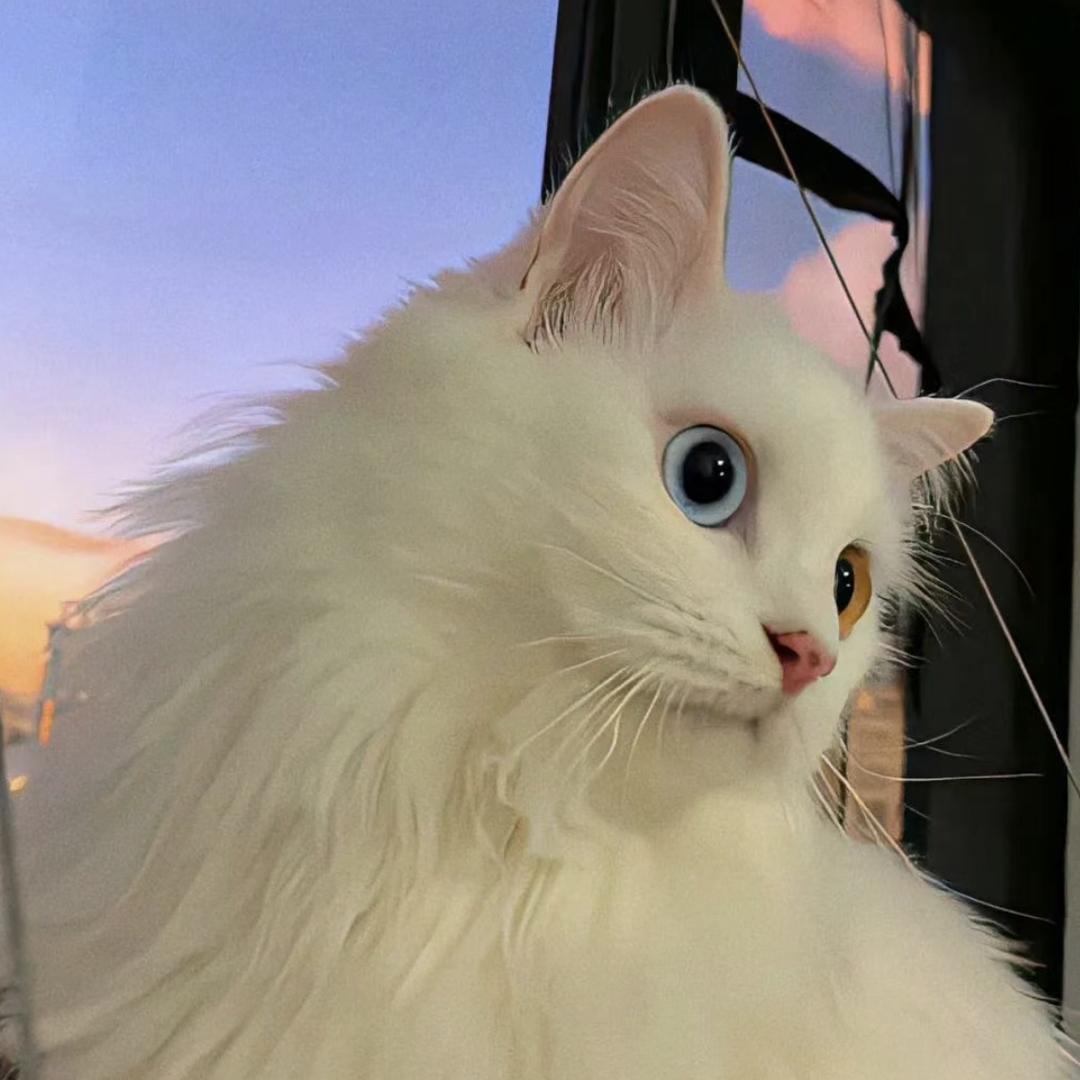 朝辞🐱