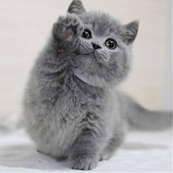 不吃鱼的🐱
