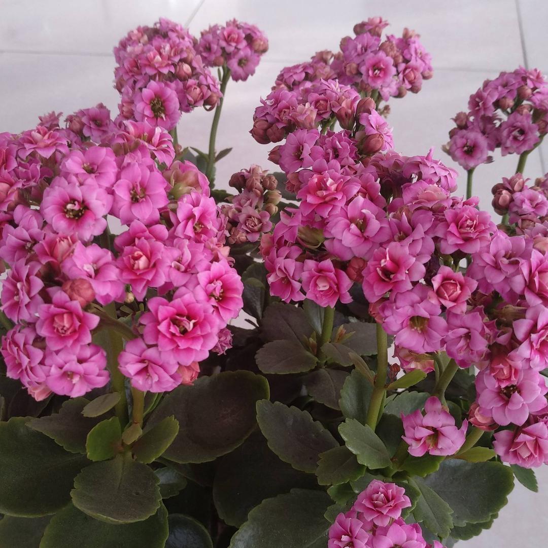 幸福54743777