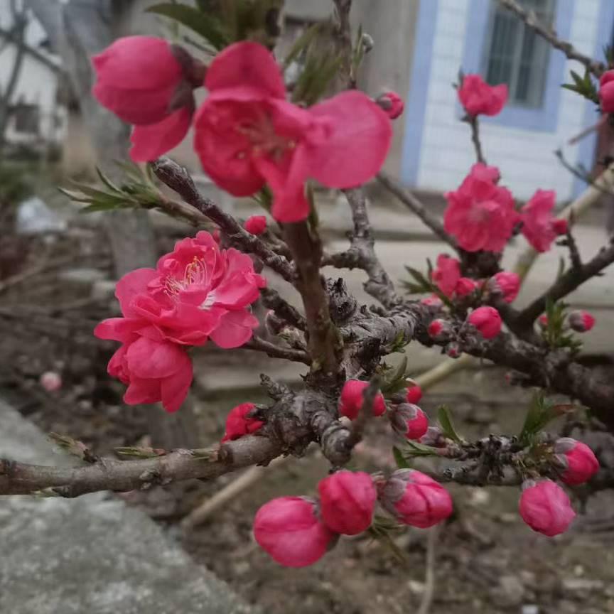 🌺木棉花的春天💐