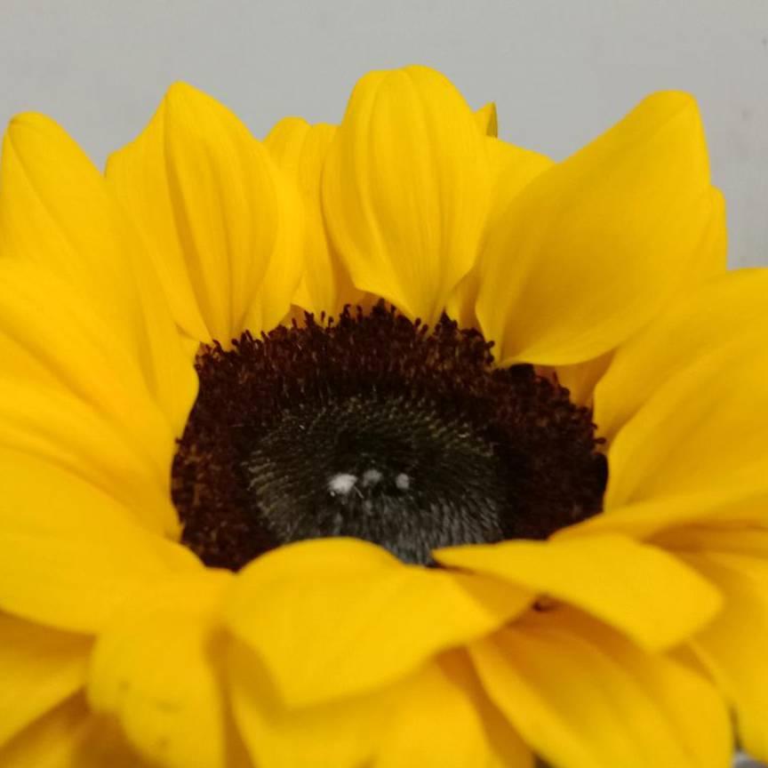 永不凋零的玫瑰