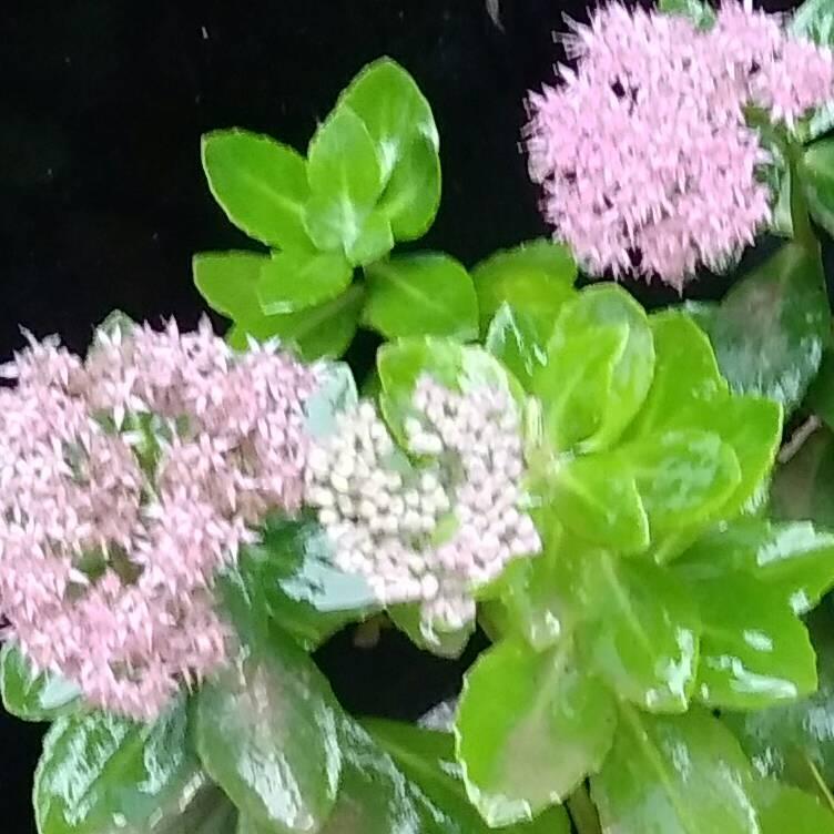 明天会更好