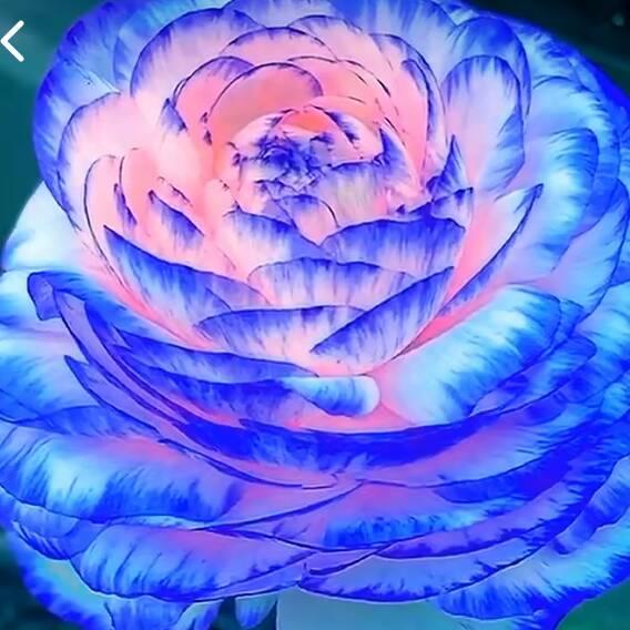 🌹美好的祝福🌹