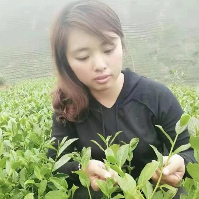 茶园彩虹