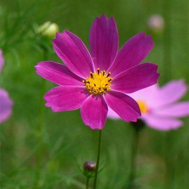 花开富贵888