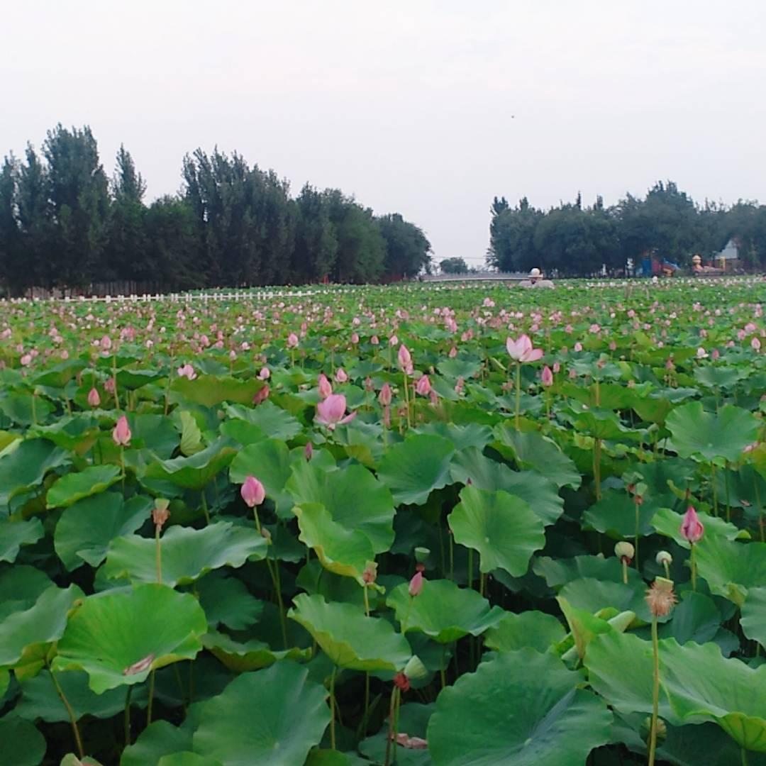 你若☀安好