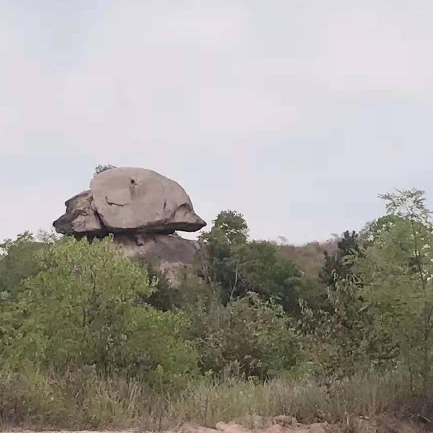玉兰