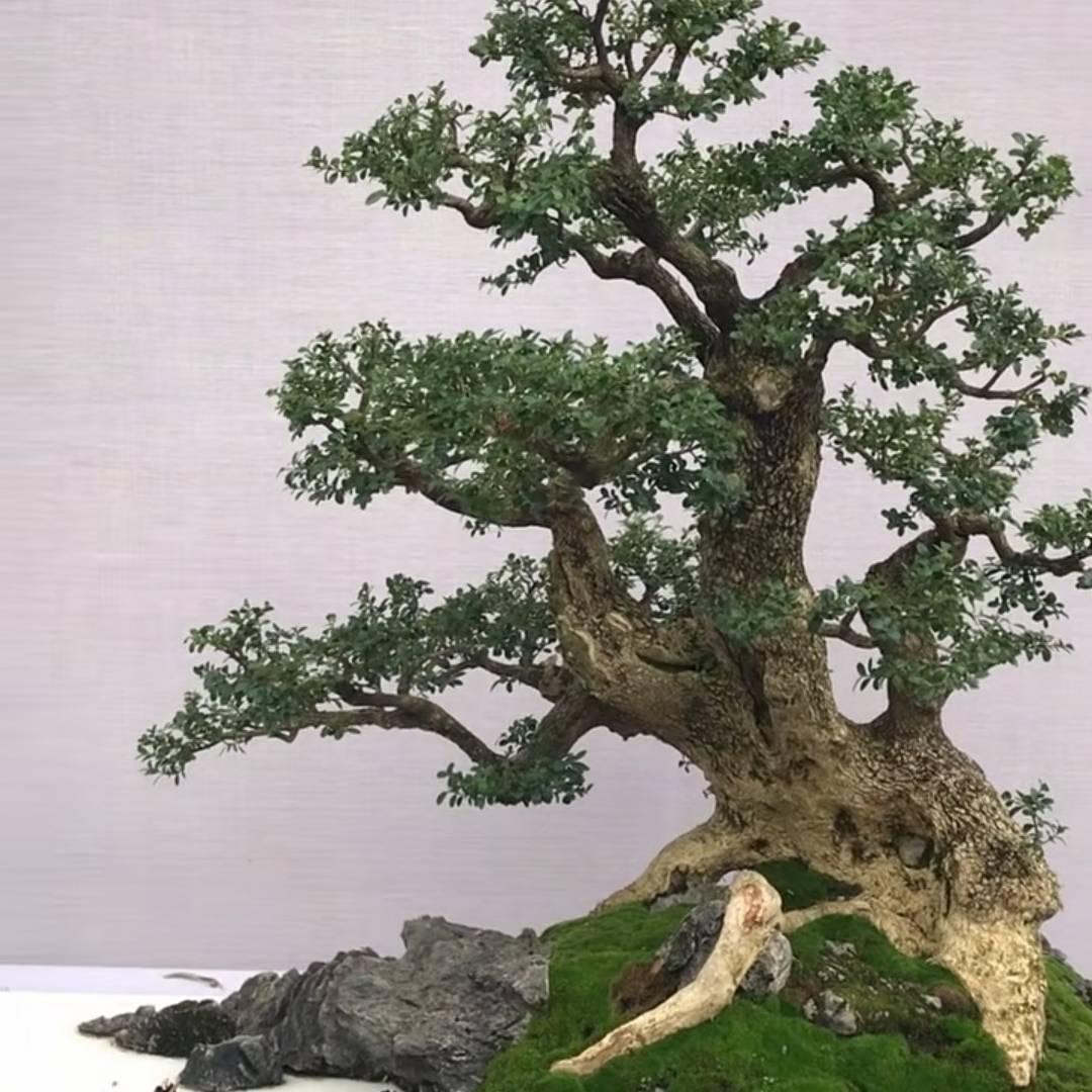 飞龙小马