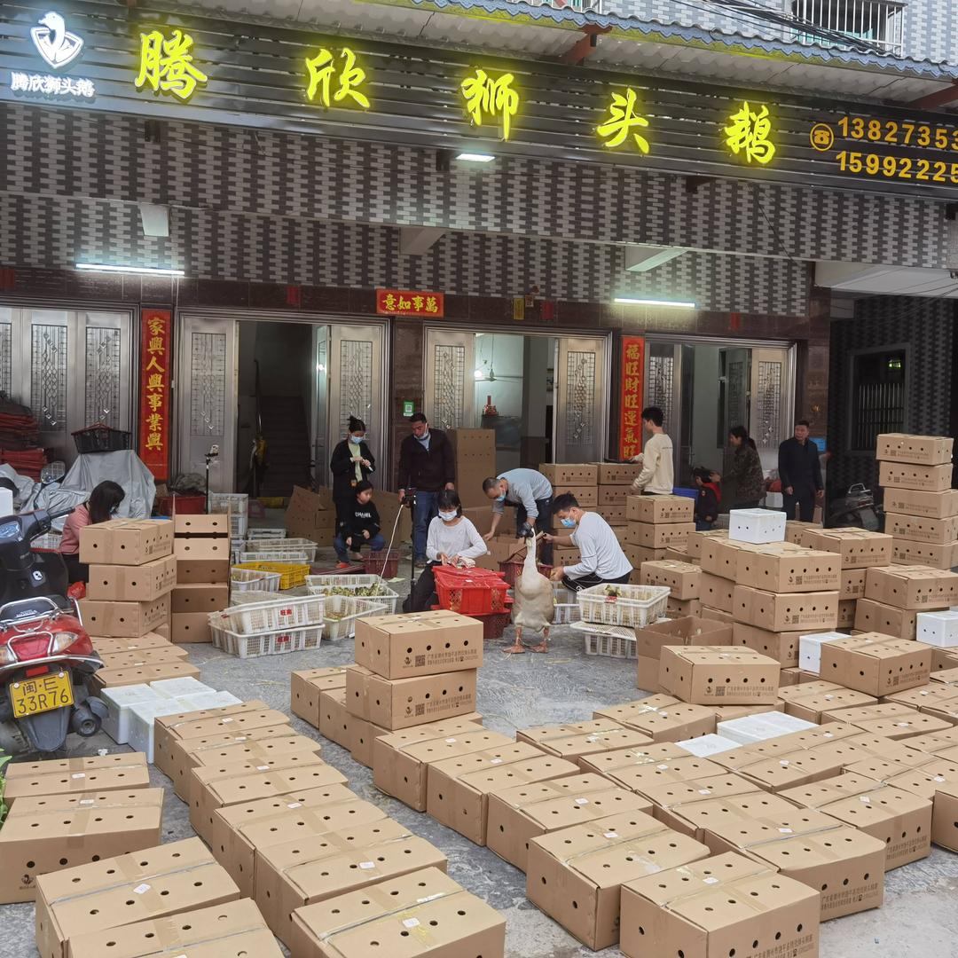 腾欣狮头鹅养殖场