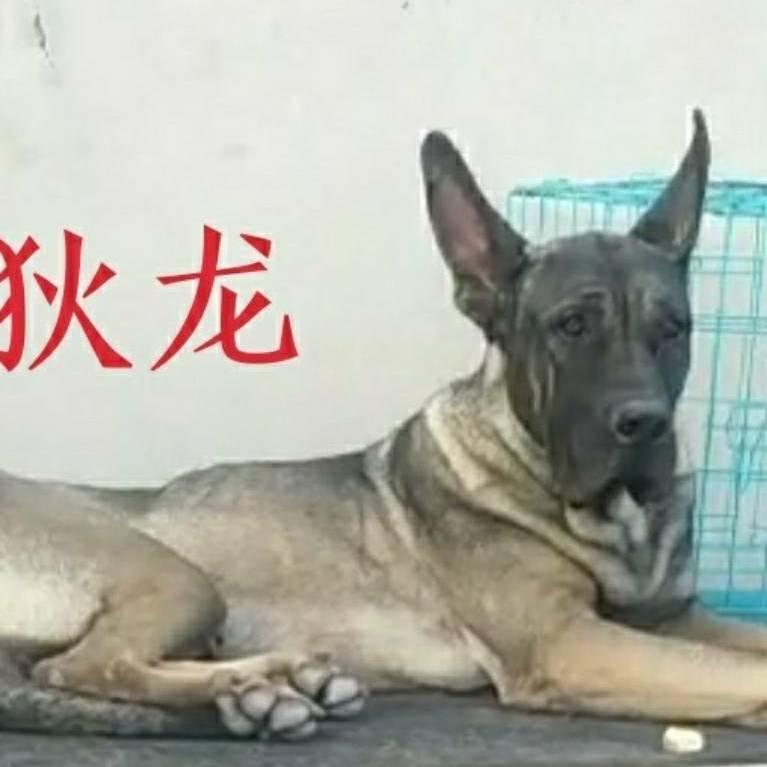 志诚犬舍纯种狼青繁殖