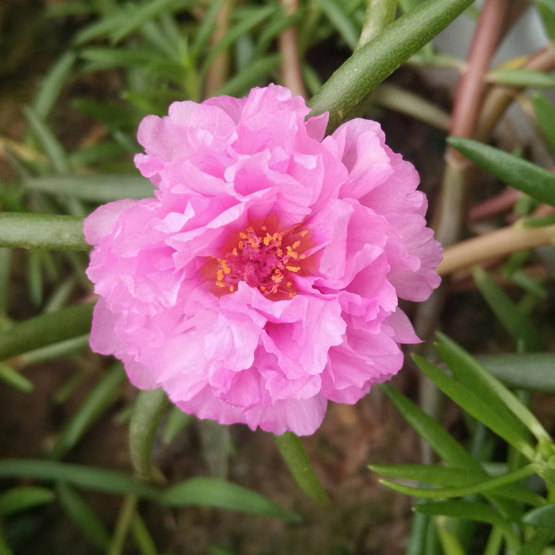花儿朵朵开66