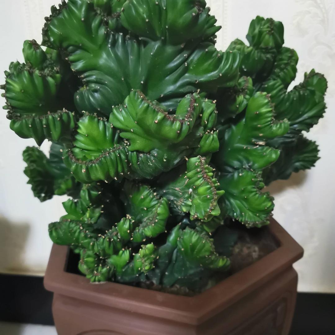 万紫千红b🌺