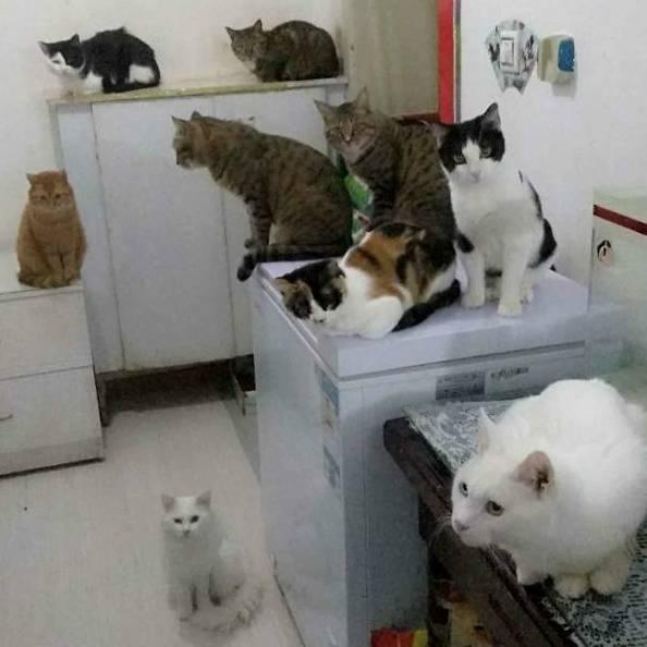 🍎.猫妈妈.🍎