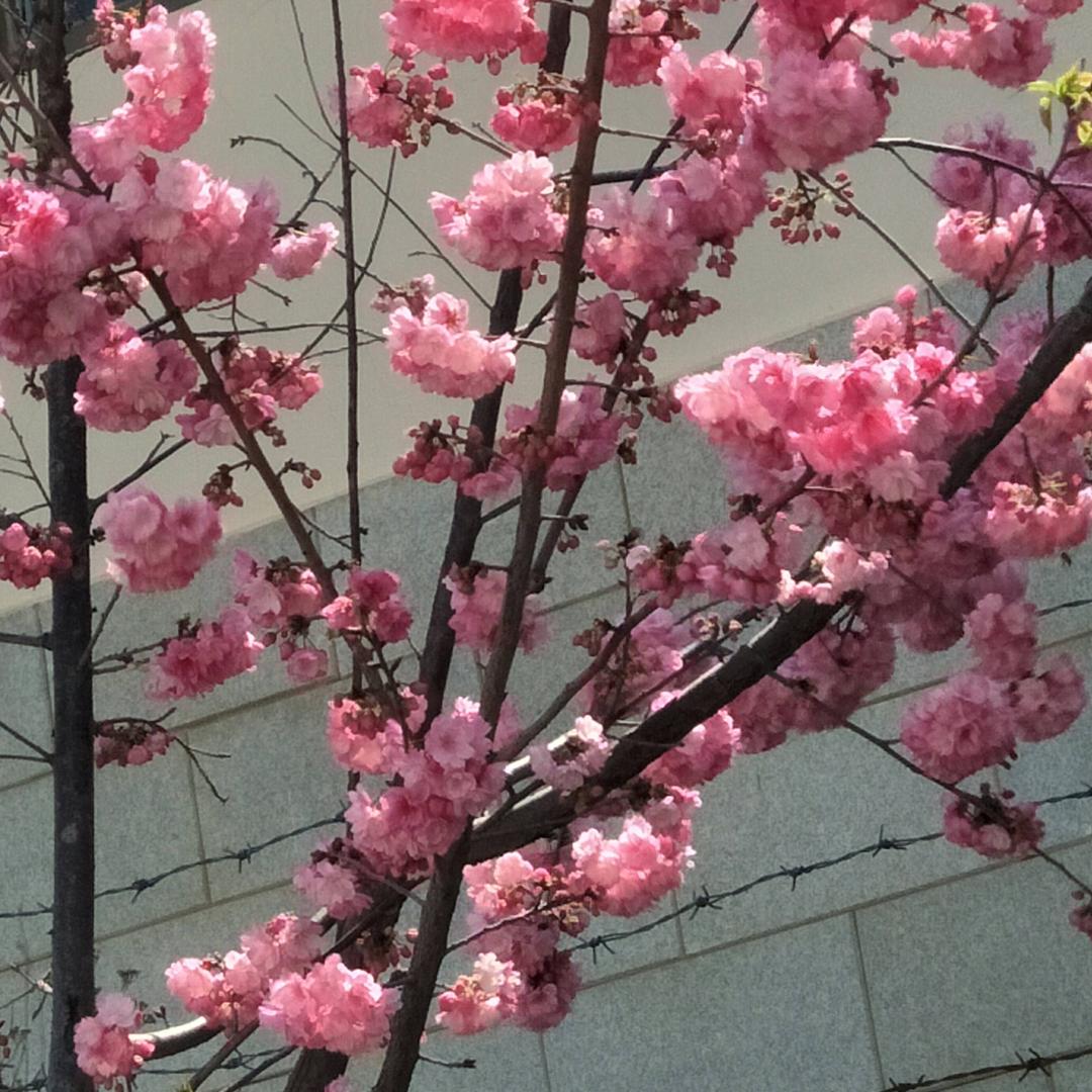 蜜美人