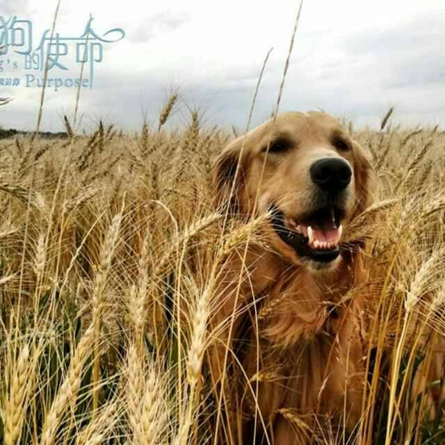 90后长安汽车专修