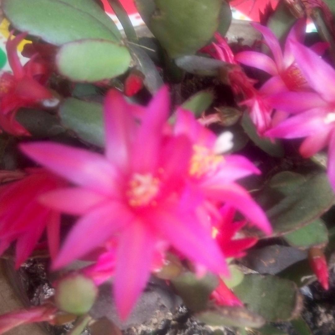 越花魁首