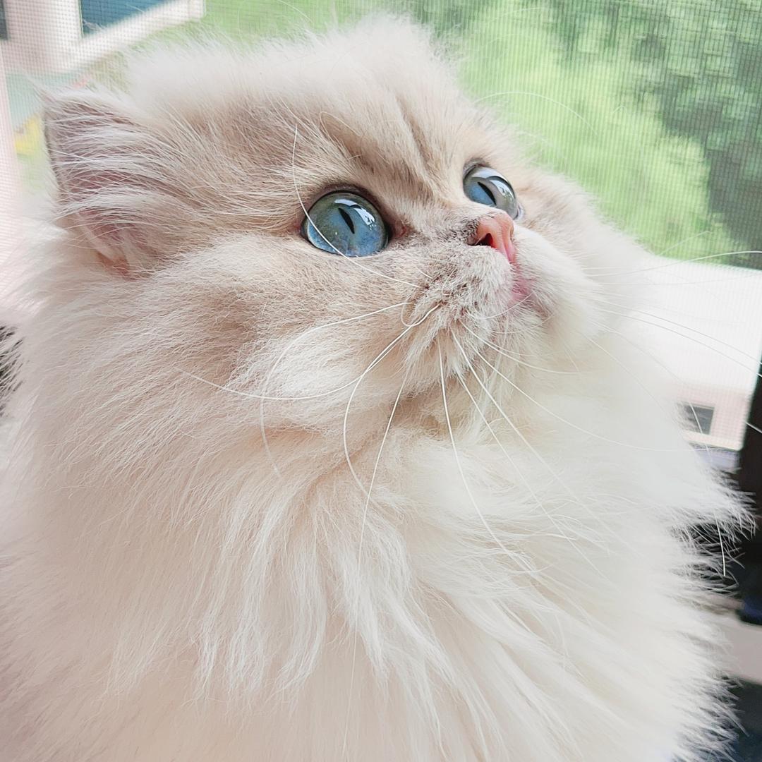 刘小闹～萌宠猫咪