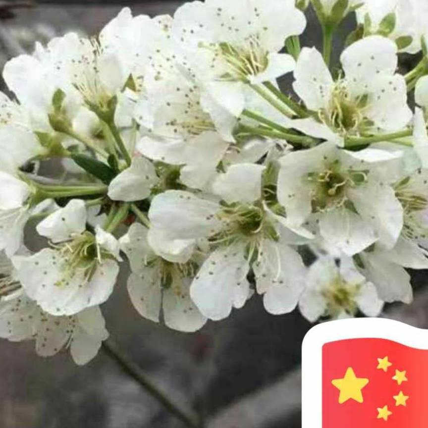 知心🌸