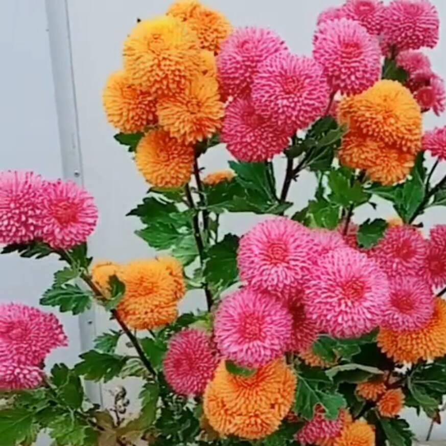 ~雨后彩虹w
