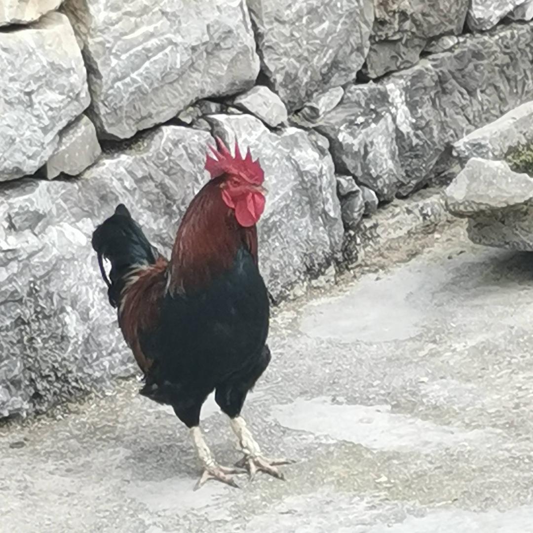 山喀拉的小壮壮