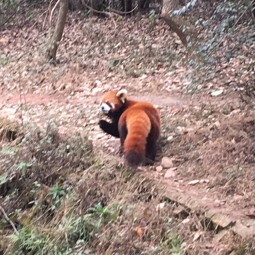 小熊饼干