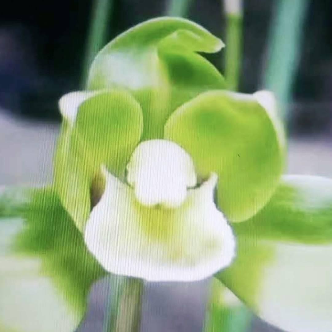 苏**
