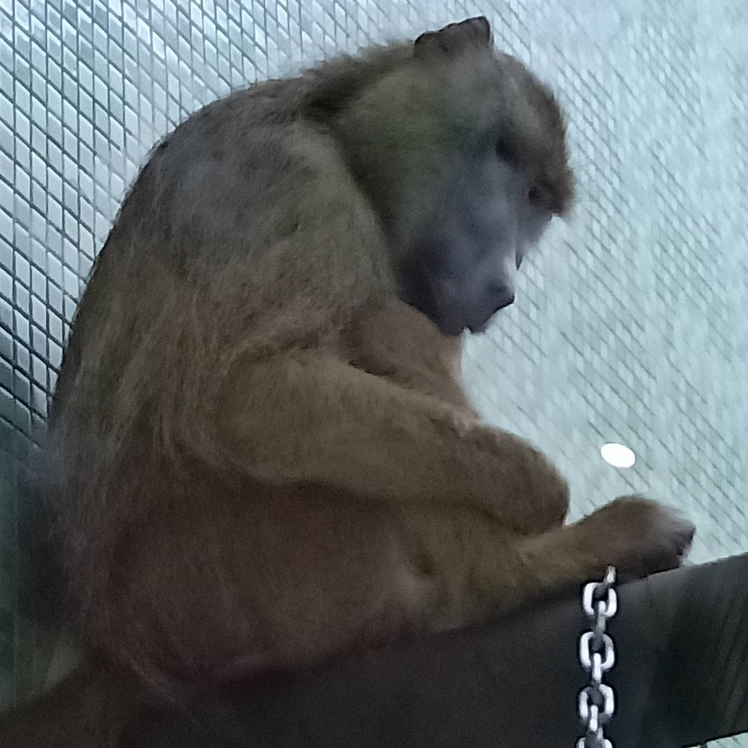 搬砖的牛🐮马🐴