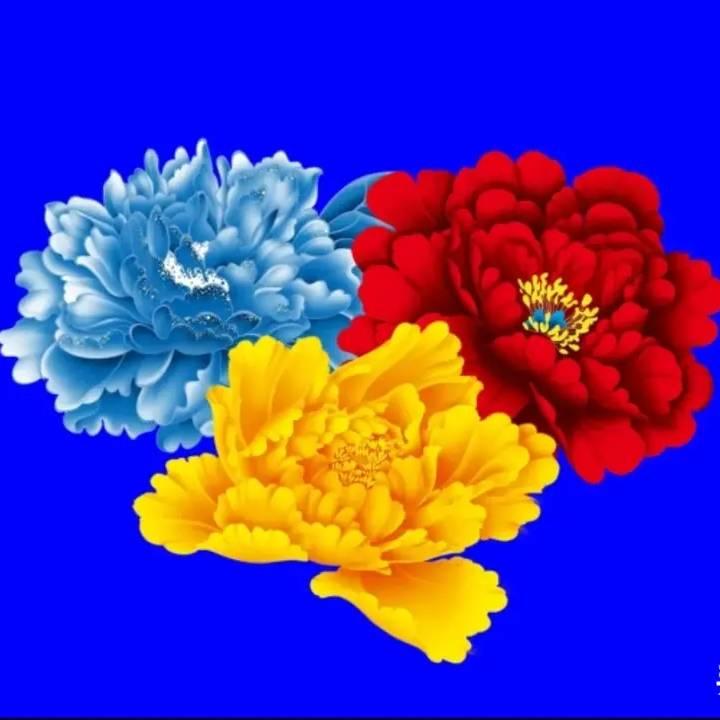 菊恋花