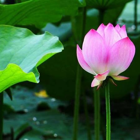 荷塘月色568。