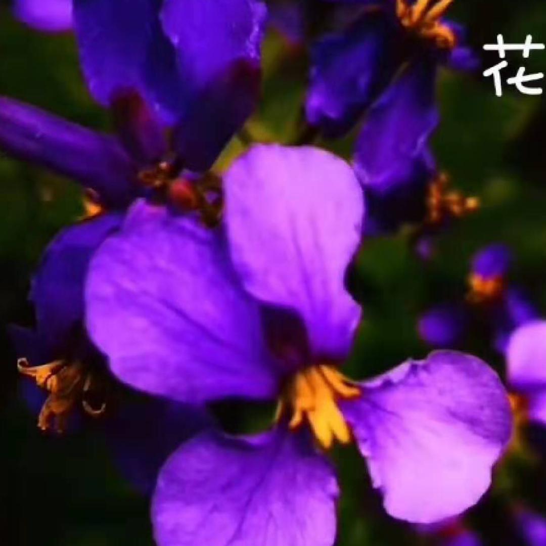 花之荷