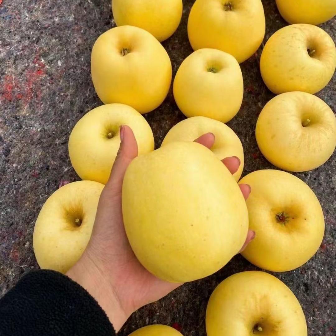 生金苗圃