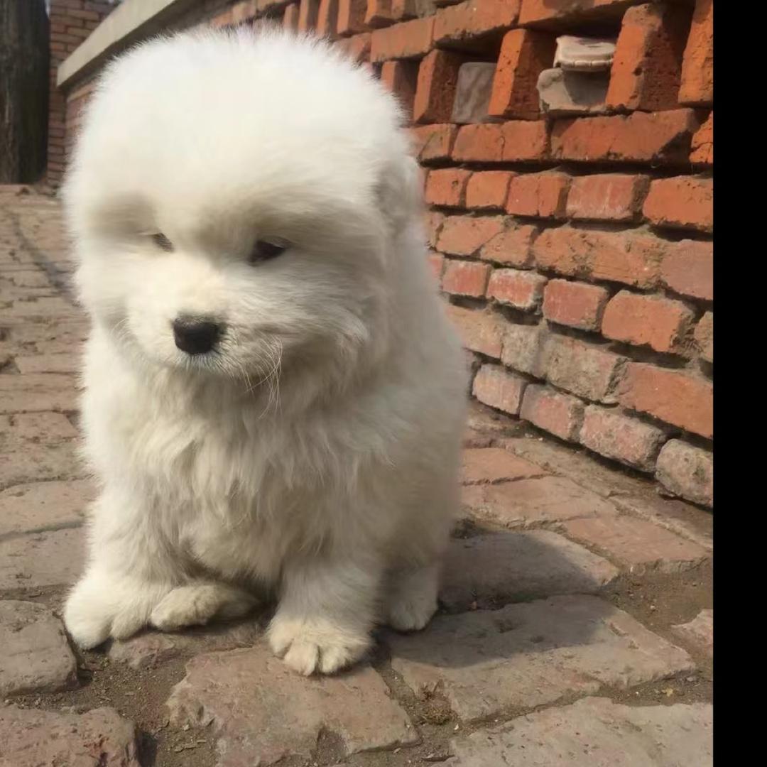 小萨～来宝