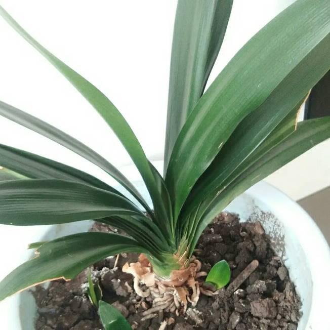 平姐短剧