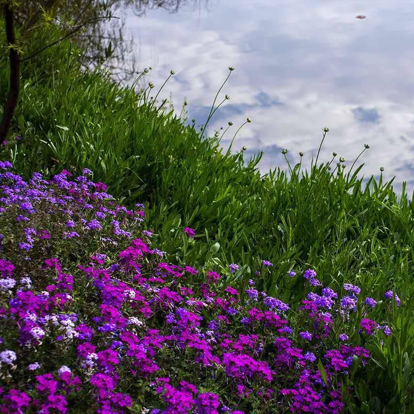 ·青青河边草♛
